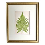 Antique Botanical Lithograph of a Fern Print by Edward J. Lowe London c.1867. For Sale
