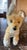Plush Little Fox With Hazel Eyes and Bushy Tail. We don't know the make and manufacturer of the toy, but the family story...
