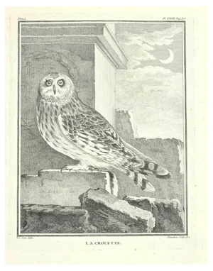 Jacques Blanchon, La Chouette, Etching by Jacques Blanchon, 1771, 1800s, Etching