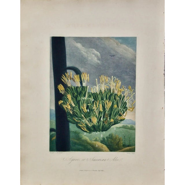 This is a framed hand-colored botanical engraving entitled "Agave or American Aloe" by Reinagle for Robert Thornton's...