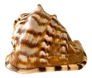 Large Striped Seashell