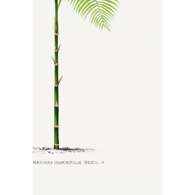 Paper Vintage Palm Tree Illustration, Botanical Art Print Reproduction, 16" X 24" For Sale - Image 7 of 9