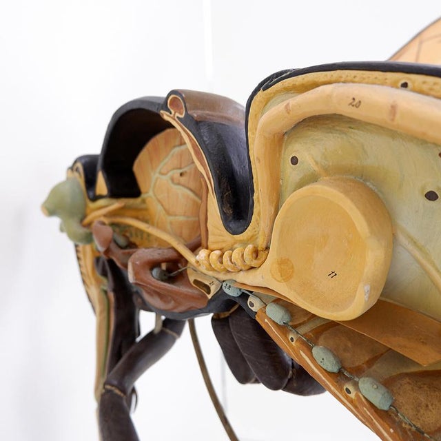 Metal Large Didactical Model of a Bee, 1950 For Sale - Image 7 of 16