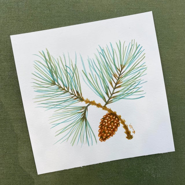 "Pitch Pine" Original Watercolor Botanical Painting For Sale - Image 4 of 5