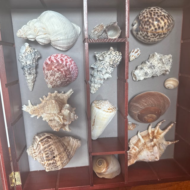 Coastal Wooden Seashell Shadow Box – Hinged Glass Display Case With Coastal Shell Collection For Sale - Image 3 of 11