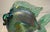 Green Vintage Hand Blown David Tate Studio Glass Iridescent Green Gold Fish Sculpture For Sale - Image 8 of 15