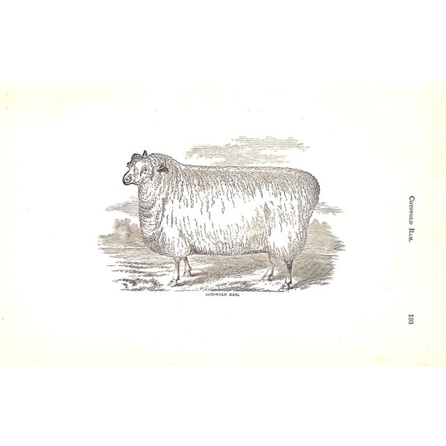 "How the Farm Pays the Experiences of Forty Years of Successful Farming and Gardening" 1884 Crozier, William and Henderson, Peter For Sale - Image 12 of 12