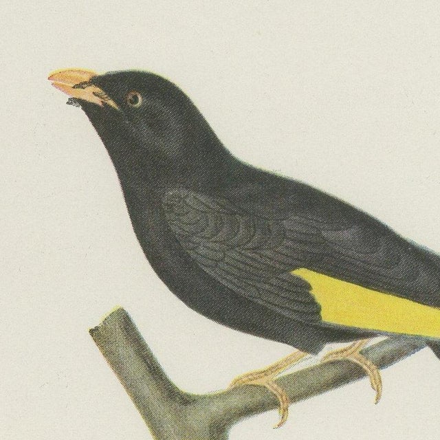 After Descourtilz, Purple-Throated and Other Cotingas, 1944, Paper For Sale - Image 3 of 12