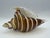 Add a touch of coastal elegance to your collection with this beautiful vintage Murano-style art glass conch shell...