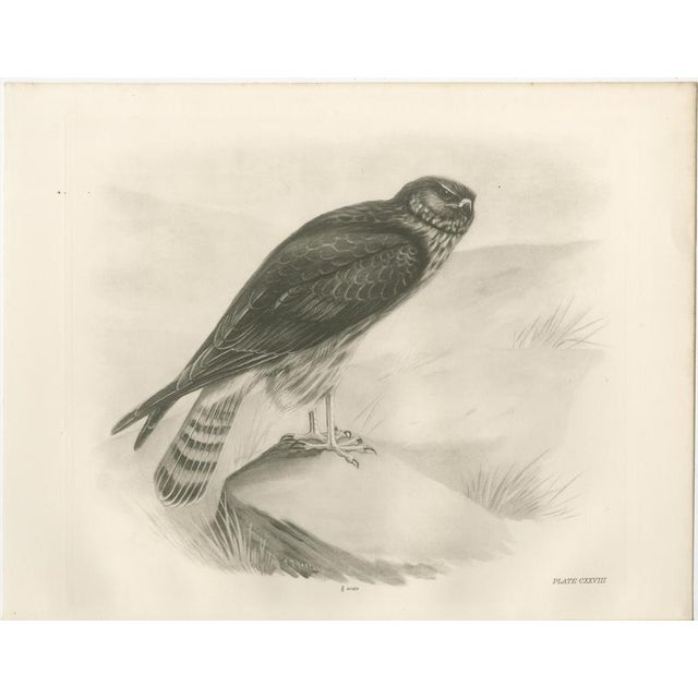 Paper Stonham, Marsh and Hen Harrier Bird, 1908, Monochrome Ornithological Plates, Set of 2 For Sale - Image 7 of 9