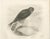 Paper Stonham, Marsh and Hen Harrier Bird, 1908, Monochrome Ornithological Plates, Set of 2 For Sale - Image 7 of 9