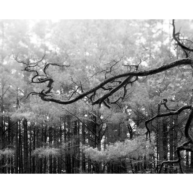 Baltic pine' 2021 10 x 13 cm limited edition of 15. Photographed in Lithuania, Giruliai forest using a 4x5 large format...