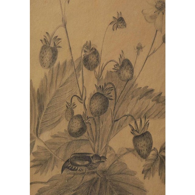 Margaret Trone, Swedish Empire Flower, Paper, Framed, Set of 2 For Sale - Image 10 of 14