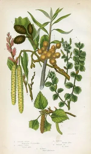 1860s, Birch Tree Print, Original Lithograph by Anne Pratt
