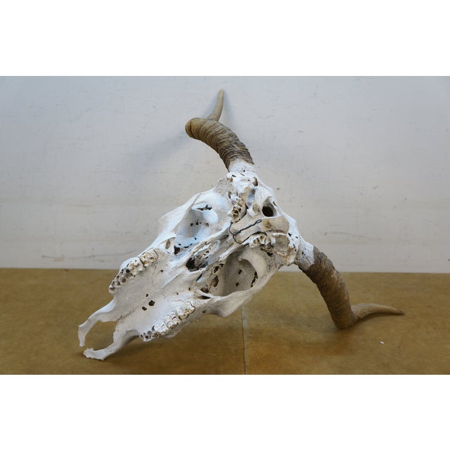 Western Southwestern Longhorn Cow Bull Steer Skull Horns Taxidermy 26" For Sale - Image 16 of 16