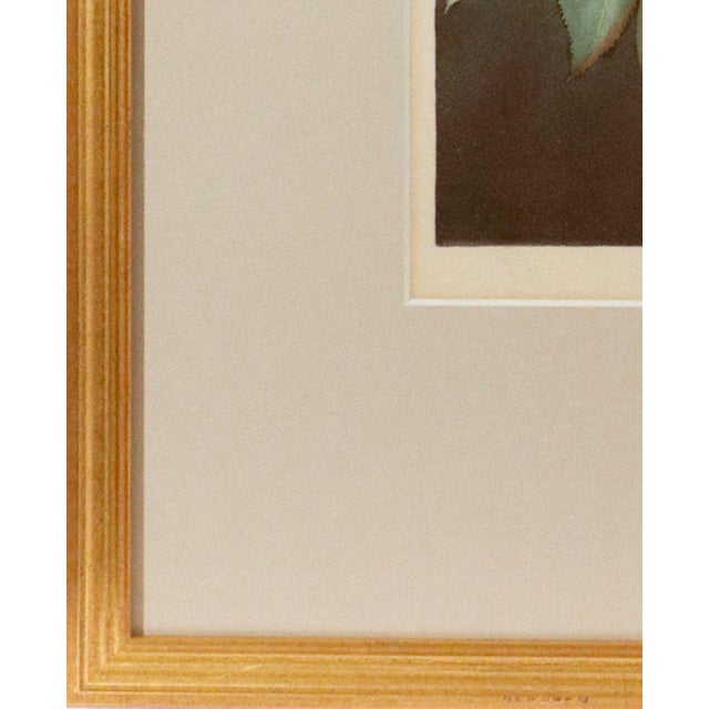 George Brookshaw Pears, Plate LXXXVI From Pomona Britannica, Hand-Colored Aquatint, Framed English, London, Dated 1807 For Sale In Philadelphia - Image 6 of 8