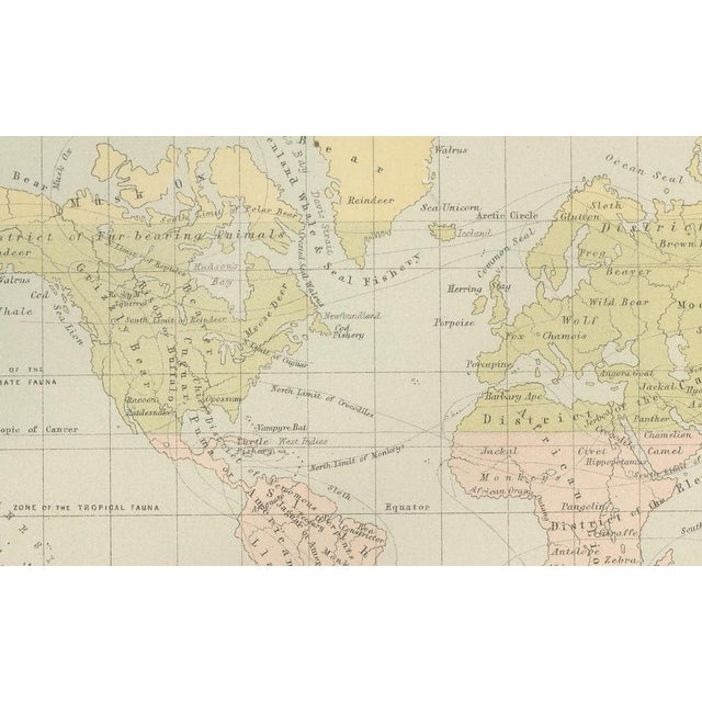 Black Antique Zoological and Botanical Chart of the World Decorative Map, 1884 For Sale - Image 8 of 11