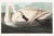 Trumpeter Swan, 1827 – John James Audubon Vintage Bird Art Print, 12" X 8" For Sale
