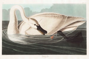 Trumpeter Swan, 1827 – John James Audubon Vintage Bird Art Print, 12" X 8"