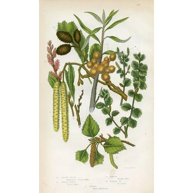 Original Tree lithograph from the 1860s featuring the Birch, Thorn and Sweet Gale. The print is based on a drawing by the...