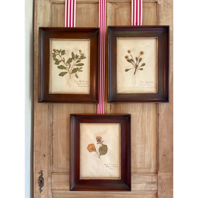 Wood Antique Swedish Herbarium - Sweet Mignonette, Circa Late 19th Century For Sale - Image 7 of 8