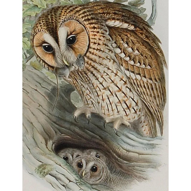 Tawny or Brown Owl: A Framed Original 19th C. Hand-Colored Lithograph by Gould, 1862-1873 For Sale - Image 4 of 6