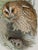 Tawny or Brown Owl: A Framed Original 19th C. Hand-Colored Lithograph by Gould, 1862-1873 For Sale - Image 4 of 6