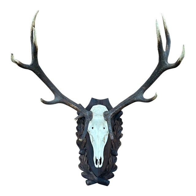 Red Deer Antlers Aka Staggs For Sale