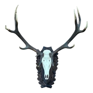 Red Deer Antlers Aka Staggs
