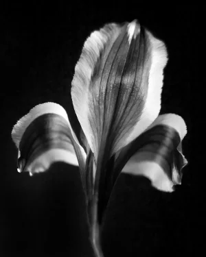 Botanical 37 Black Lily Photograph
