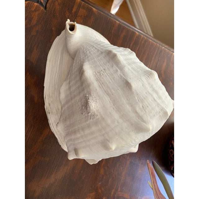 Vintage Large Helmet Conch Shell For Sale In West Palm - Image 6 of 9
