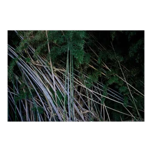 "Boo", Abstract Nature Photograph 40" X 60" by Mark Frohman
