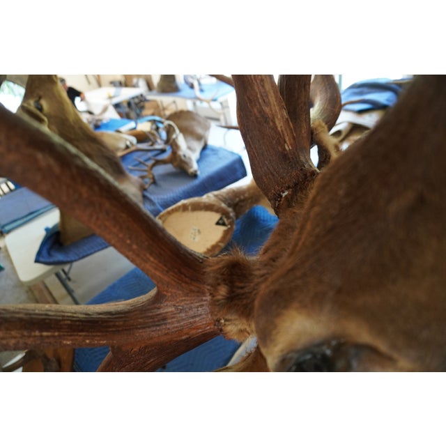 Elk Trophy Head & Shoulder Mount For Sale - Image 10 of 17