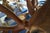 Elk Trophy Head & Shoulder Mount For Sale - Image 10 of 17