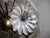 Vintage Italian Sputnik Crystal Pendant Light with 51 Daisy Clear Glasses, 1990s For Sale - Image 13 of 16