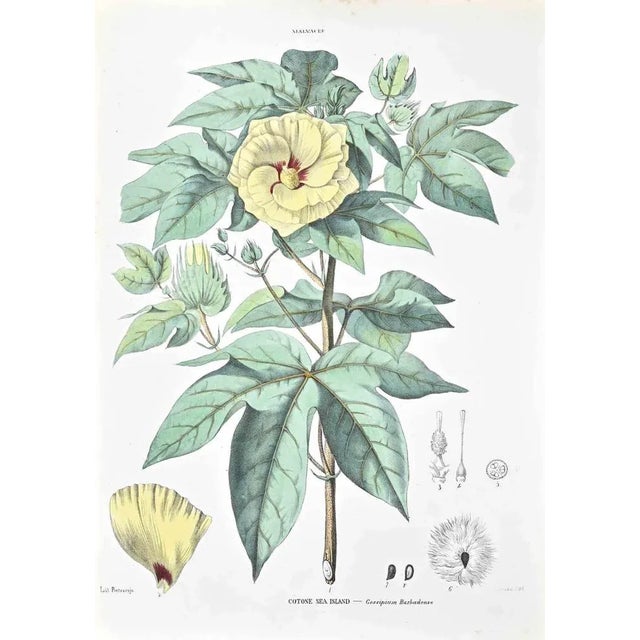 Lithograph hand watercolored. Belongs to the Series "Atlante di Botanica popolare ossia Illustrazione di Piante Notevoli...