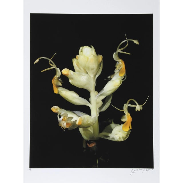 Soft Yellow Flower Jonathan Singer American (1949–2019) Date: 2011 Digital Photograph on Wove paper, signed and numbered...