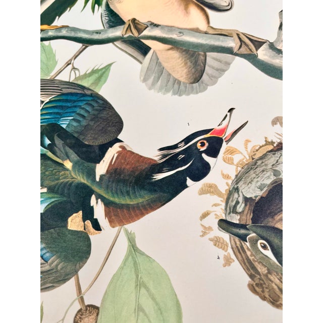1960s 1964 Audubon Folio Lithograph Great Bird Paintings – “Summer or Wood Duck” 17x14 For Sale - Image 5 of 5
