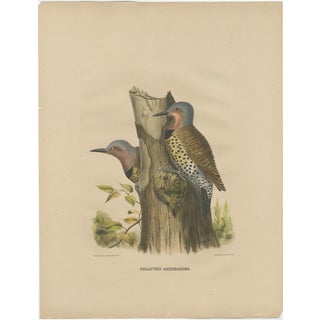 Large Two Gilded Flickers, 1869, Paper For Sale