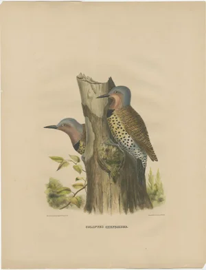 Large Two Gilded Flickers, 1869, Paper
