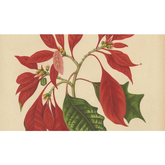 Berthe Hoola van Nooten, Poinsettia, 1880, Chromolithograph For Sale - Image 5 of 9