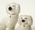 Group of Staffordshire Poodle and Two Pups For Sale - Image 12 of 12