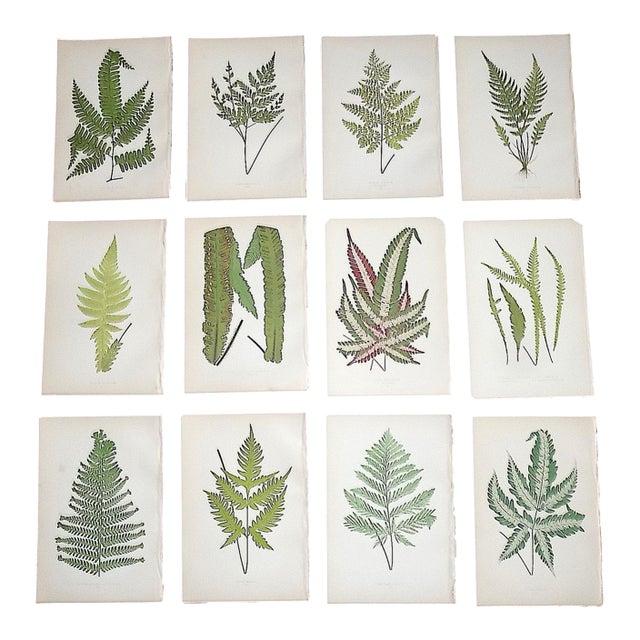 Antique 19th Century Botanical Fern Wood Engravings - Set of 12 For Sale