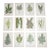 Antique 19th Century Botanical Fern Wood Engravings - Set of 12 For Sale