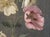 Poppy and Anemone Still Life Floral Study in Oil on Linen by Karl Harald Alfred Broge For Sale - Image 4 of 10