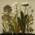 This fine art print reproduces a beautifully detailed 19th-century botanical illustration depicting an elegant arrangement...
