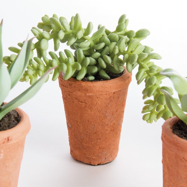 Realism Potted Succulents 8.5", Set Of 6 For Sale - Image 3 of 9