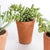 Realism Potted Succulents 8.5", Set Of 6 For Sale - Image 3 of 9