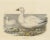 Elliot, Cassin's Snow Goose, 1869, Print For Sale