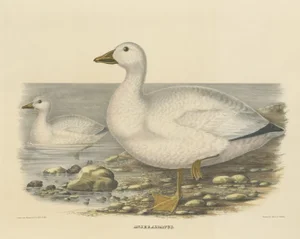 Elliot, Cassin's Snow Goose, 1869, Print